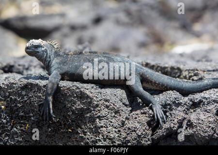 Seul iguane marin debout sur un rocher près de la plage de Puerto Villamil sur l'île Isabela. Îles Galápagos en 2015. Banque D'Images