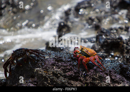 Sally Lightfoot crabe ou tourteau rouge marche sur la pierre volcanique noire à la plage d'Isabela, Galapgos 2015 îles. Banque D'Images