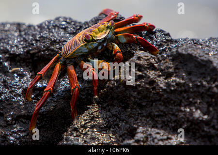 Sally Lightfoot crabe ou tourteau rouge marche sur la pierre volcanique noire à la plage d'Isabela, Galapgos 2015 îles. Banque D'Images