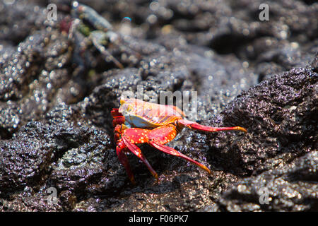 Sally Lightfoot crabe ou tourteau rouge marche sur la pierre volcanique noire à la plage d'Isabela, Galapgos 2015 îles. Banque D'Images