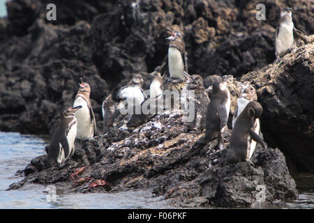 Groupe des Galapagos (Spheniscus mendiculus) debout sur un rocher et de jouer sur l'île Isabela. Îles Galapagos. Banque D'Images