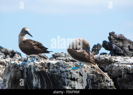 Blue-footed boobies debout sur les pierres contre un ciel bleu dans les îles Galapagos, Equateur Banque D'Images