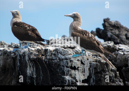 Blue-footed boobies debout sur les pierres contre un ciel bleu dans les îles Galapagos, Equateur Banque D'Images