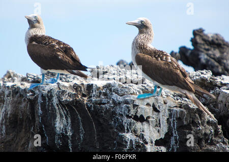 Blue-footed boobies debout sur les pierres contre un ciel bleu dans les îles Galapagos, Equateur Banque D'Images