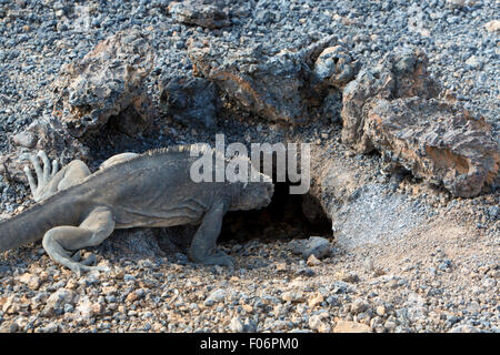 Iguana devant son nid. Isla Isabela. L'île des Galapagos. Equateur 2015 Banque D'Images