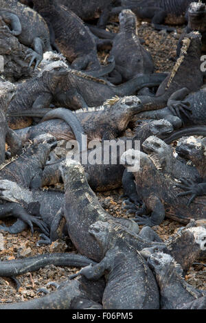 Groupe d'iguanes marins portant sur la plage près de Puerto Villamil sur l'île Isabela. Îles Galápagos en 2015. Banque D'Images