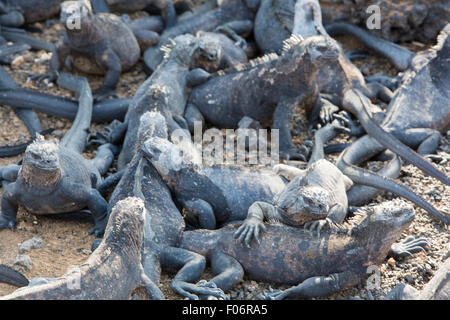 Groupe d'iguanes marins portant sur la plage près de Puerto Villamil sur l'île Isabela. Îles Galápagos en 2015. Banque D'Images