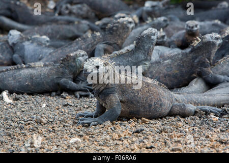 Groupe d'iguanes marins portant sur la plage près de Puerto Villamil sur l'île Isabela. Îles Galápagos en 2015. Banque D'Images