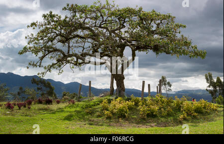 El Lechero, l'arbre sacré d'Otavalo. Cet arbre fait partie de la mythologie locale. L'Équateur Banque D'Images