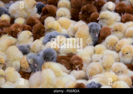 Les poussins pour la vente en plein air, dans le marché d'animaux vivants à Otavalo, Equateur 2015. Banque D'Images