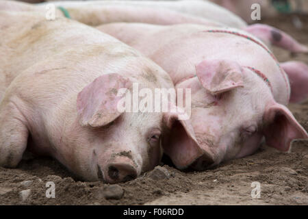 Deux cochons rose se vautrer dans la boue à un animal vivant en plein air du marché d'Otavalo, Équateur Banque D'Images