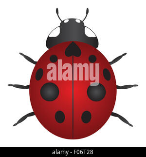 Neuf rouge Coccinelle maculée isolé sur fond blanc Illustration Couleur Banque D'Images