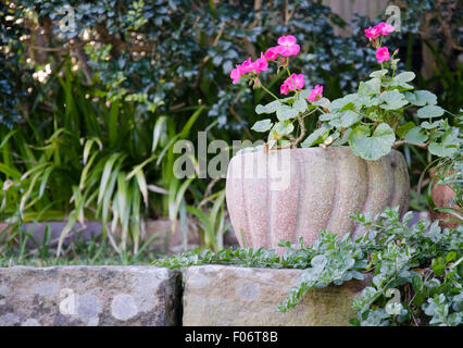 Un géranium rose vif fleurit dans un pot dans un coin ombragé d'un jardin à côté d'un mur de grès à Sydney en Australie Banque D'Images