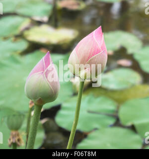 Lotus est water lily qui peuvent utiliser pour la médecine alternative et jardin d'ornement. Banque D'Images