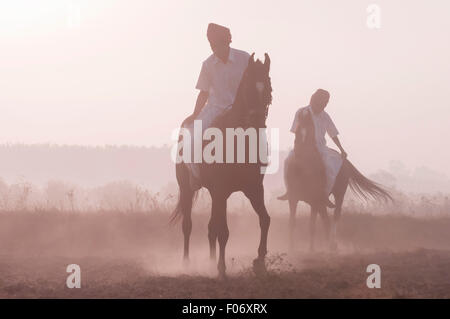 Deux hommes indiens équitation leurs chevaux Marwari bareback à l'aube. Banque D'Images