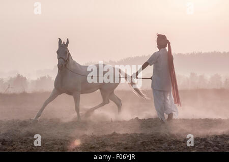 Un Marwari cheval s'élança dans la brume à l'aube par un homme en blanc et d'un turban rose traditionnel Banque D'Images