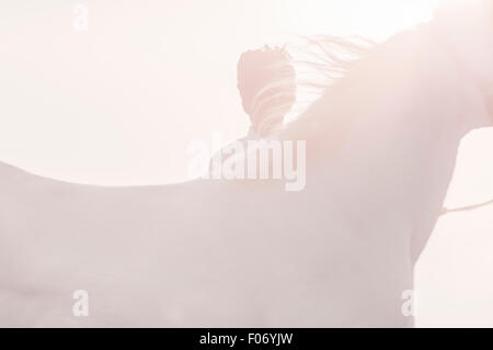 Vue sur le garrot d'un cheval Marwari s'élança dans la brume à l'aube par un homme en blanc et d'un turban rose Banque D'Images