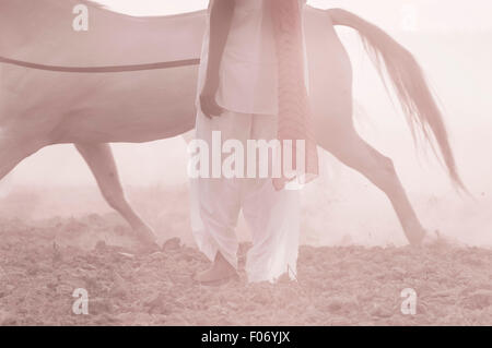 Marwari cheval s'élança dans la brume à l'aube par un homme en blanc et d'un turban rose. Banque D'Images