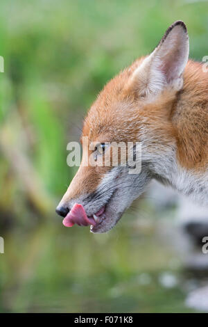 Un réseau express régional Red Fox (Vulpes vulpes) vixen lèche ses lèvres après avoir bu dans une mare, Hastings, East Sussex, UK Banque D'Images