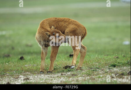 Jeune veau de bison prises dans le profil retourner à lécher l'arrière de la jambe droite debout sur les prairies ouvertes Banque D'Images