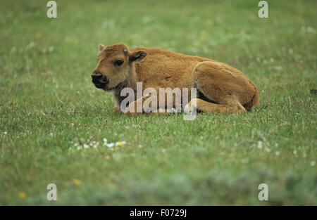 Jeune veau de bison prises dans le profil à gauche étendue sur le sol dans les prairies ouvertes Banque D'Images