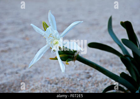 La Sardaigne, Italie : une fleur de lys de mer (Pancratium maritimum) Banque D'Images