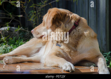 Un Labrador doré, Border Collie Cross dog nommé Indy est distrait par un bruit pendant qu'il est allongé au soleil d'hiver Banque D'Images