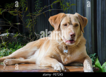 Un chien de cross doré de Labrador Border Collie nommé Indy est assis comme un lion de montagne en se baignant au soleil d'hiver dans une cour de Sydney Australie Banque D'Images