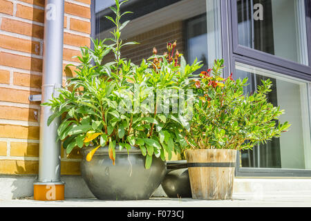 Pots de fleurs en plein air sur une terrasse en été Banque D'Images