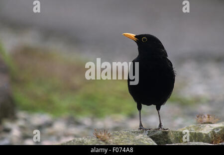 Prise mâle Blackbird de l'avant à gauche se tenant sur le sol Banque D'Images