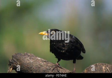 Prise mâle Blackbird de l'avant à la souche d'arbre perché sur la gauche Banque D'Images