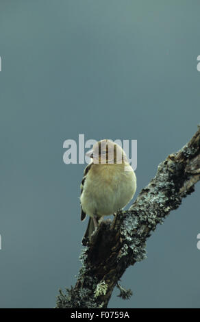 Chaffinch prises à partir de l'avant à gauche perché sur le lichen covered ciel bleu Banque D'Images