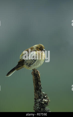 Chaffinch prises dans le profil à droite plumes fluffed ciel bleu Banque D'Images