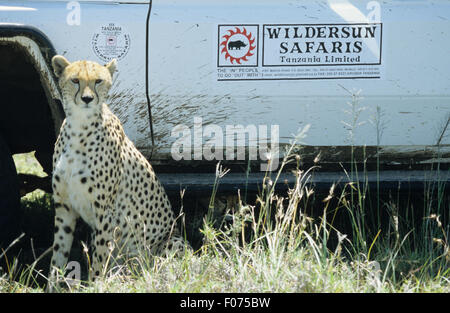 Cheetah pris de face à la caméra à assis devant Wildersun véhicule safari Banque D'Images