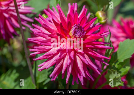 Mini Dahlia rouge Banque D'Images