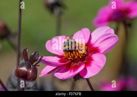 Dahlia 'happy single wink' mélange violet et rouge nain avec abeille sur fleur Banque D'Images