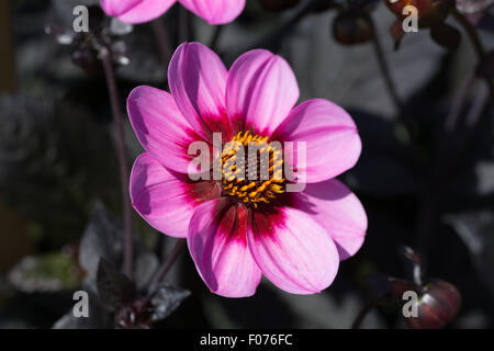 Dahlia heureux clin unique mélange violet et rouge fleurs nain. Banque D'Images