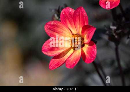 Dahlia heureux seul orange et jaune de la flamme Banque D'Images