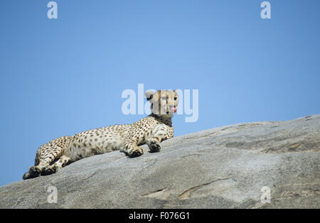 Cheetah prises dans le profil allongé sur le dessus de l'affleurement rocheux à droite contre ciel bleu soleil lécher les lèvres Banque D'Images