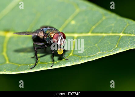 (Calliphoridés Calliphora vomitoria) Banque D'Images