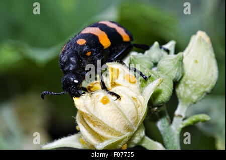 Blister Beetle Beetle en soies ou Banque D'Images