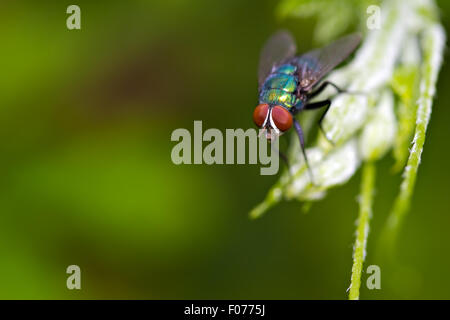 (Calliphoridés Calliphora vomitoria) Banque D'Images