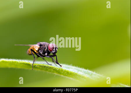 Mouche domestique (Musca domestica) reposant sur un feuillage Banque D'Images