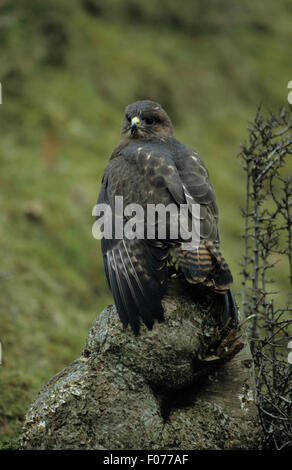 Buse variable pris captif d'un côté à l'appareil photo à l'ancienne souche d'arbre perché sur les ailes a chuté à côte Banque D'Images