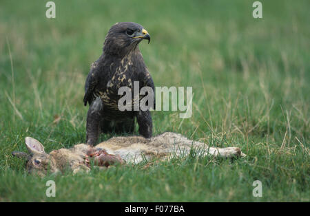 Buse variable pris captif de l'avant à la juste position sur l'herbe au lapin mort tuer Banque D'Images