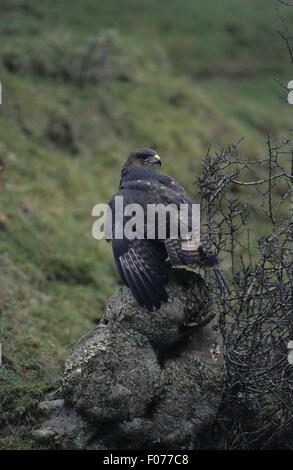 Buse variable prise en captivité de derrière l'épaule de vieille souche d'arbre perché sur Banque D'Images