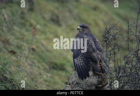 Buse variable prise en captivité par derrière à la souche d'arbre gauche perché sur le côté ouvert par les ailes se déploient en queue Banque D'Images