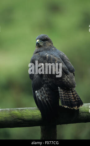 Buse variable prise en captivité de derrière à gauche posés sur des ailes par poteau de clôture ouvert le feu arrière ventilés Banque D'Images