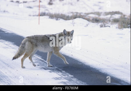 Coyote prises dans le profil à la caméra en marchant sur une route couverte de neige Banque D'Images