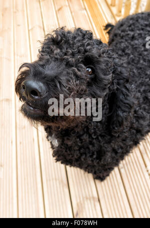 Black curly haired labradoodle looking up at camera Banque D'Images